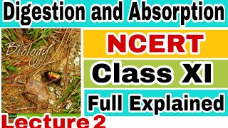 NCERT CH16 DIGESTION AND ABSORPTION HUMAN PHYSIOLOGY Biology LECTURE 2 FOR NEETAIIMS [upl. by Alair]