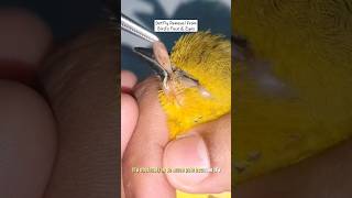 BotFly Removal from Birds Face and Eyes [upl. by Eillo]