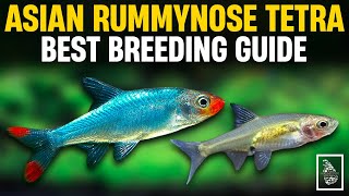 HOW TO BREED ASIAN RUMMY NOSE TETRAS  Asian Rummy nose Rasbora Breeding Guide  Serendib Aquatics [upl. by Peirce]