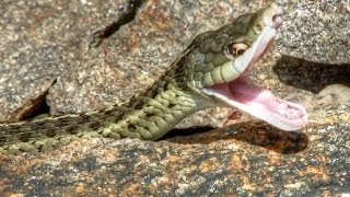 Garter Snake Hunting For Dinner [upl. by Ynabla]