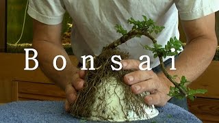 Bonsai und Wurzel Anzucht [upl. by Aleunam]