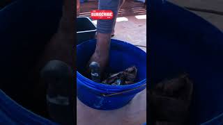 Here fishy fish shorts youtubeshorts fyp trending fishing bigfish [upl. by Anilahs415]