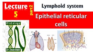 Epithelial reticular cellsHistology of thymusBlood and lymphoid system [upl. by Kooima712]