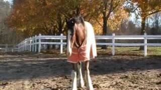 Hallamore Clydesdale Horses in Lakeville MA [upl. by Ahsemak]