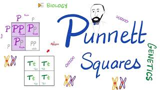 Punnett Squares Monohybrid Cross Dihybrid Cross  Genetics [upl. by Naga]