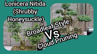 Lonicera Nitida Bonsai Shrubby Honeysuckle Broadleaf Style Vs Cloud Pruning [upl. by Notyap]