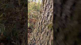 Whitetail Buck almost runs over me  😃 [upl. by Herve]