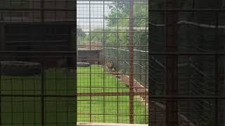 Lions 🦁 at Strelley Conservation Centre Nottinghamshire [upl. by Donnelly595]