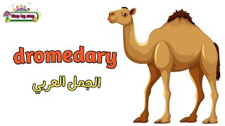 نطق كلمة Dromedary الجمل العربي 🗣️ How to pronounce dromedary 🗣️ إزايتنطقهاصح 🗣️✔️ [upl. by Einohtna]