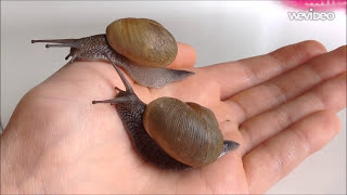 11 cool facts about land snails [upl. by Redleh]