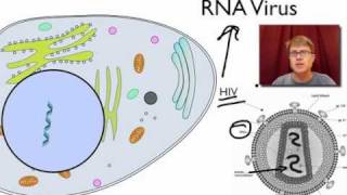 Viral Replication [upl. by Dikmen600]