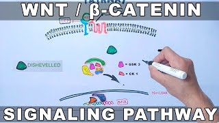 WntβCatenin Signaling Pathway [upl. by Babs]