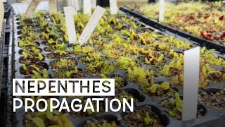 Nepenthes Propagation Tissue culture Generative and Vegetative [upl. by Weinstock]