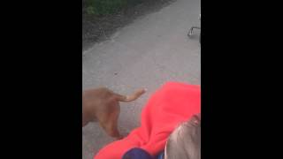 Labradors attack my staffordshire bull terrier [upl. by Tani]