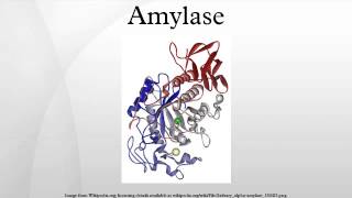 Amylase [upl. by Anadroj559]