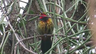 Gorgeous Bushshrike call [upl. by Anitaf]