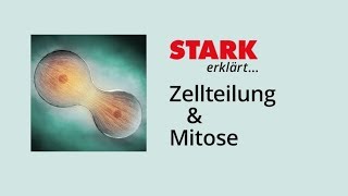 Zellzyklus und Mitose  STARK erklärt [upl. by Zaneski]