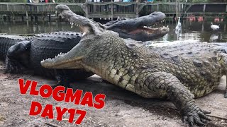 Lyle the Nile Crocodile VLOGMAS DAY 17 [upl. by Dewayne]