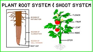 Plant Root System amp Shoot System [upl. by Anselm]