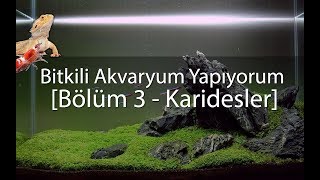 Bitkili Akvaryum Kuruyorum  Karidesler Geldi  Bölüm 3  Sakallı içerir [upl. by Lydon]