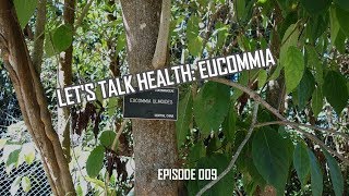 Eucommia Plant History and Health Effects [upl. by Einaj]