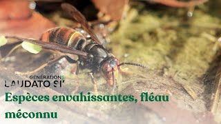 Espèces envahissantes fléau méconnu  Générations Laudato Si [upl. by Snave]