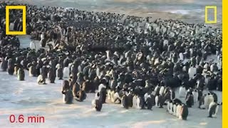 Penguins Do the Wave to Keep Warm  National Geographic [upl. by Shugart417]