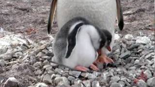 Penguin Chicks at Neko Island Antarctica [upl. by Niraj]