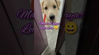 Mera Labrador Terrace se akele ghoom ke aa raha hai 😀 dog puppy labrador dogs puppies doglover [upl. by Introk]