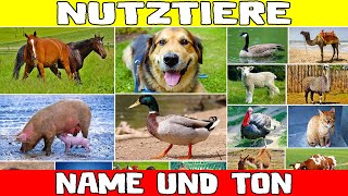 NAME UND TON DER NUTZTIERE FÜR KINDER  BILDUNGS UND LERNVIDEO FÜR KLEINKINDER [upl. by Ramsden]