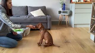 Training session with a eleven week old Vizsla puppy [upl. by Ijuy801]