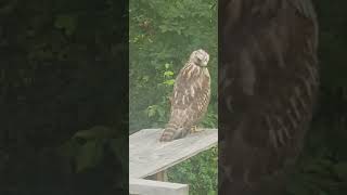 Coopers Hawk Landed on my Bird Table birds animals nature birdwatching hawk birdsofprey [upl. by Collen]