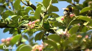 Le cotonéaster mellifère [upl. by Ise]