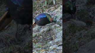 Himalayan Monal shorts [upl. by Rowley653]