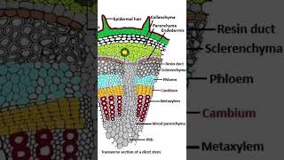 Endarch and Exarch  Protoxylem and Metaxylem xylem11and12 phloem [upl. by Renraw]