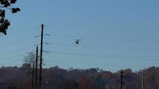 Hughes 500D MD500 Helicopter Fall Powerline Patrol Planespotting [upl. by Lathan]