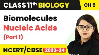 Biomolecules Class 11 Biology Nucleic AcidsNucleic Acids Class 11 BiologyClass 11 Biology Part 1 [upl. by Alim]