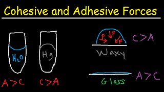 Cohesive and Adhesive Forces of Water [upl. by Cassondra842]