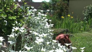 OBERPFALZBAYERN Einer der schönsten Gartenteiche in Bayern [upl. by Shih]