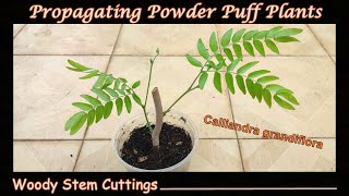 Grow Powder Puff Woody Stem Cuttings  Calliandra grandiflora [upl. by Yaras]