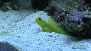 Goby and Pistol Shrimp Sand [upl. by Jankey]