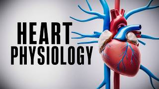 The Cardiac Cycle Simplified  What You Need to Know [upl. by Opiuuk728]