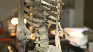 Your Aching Back — HHMI BioInteractive Video [upl. by Nogas]