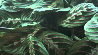 Prayer plant time lapse [upl. by Chet]