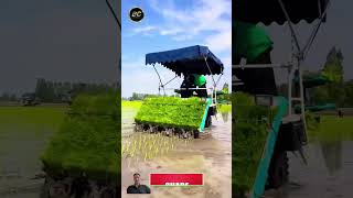 Efficient Rice Cultivation Machine in Action shotrs agrimachines automobile farming [upl. by Essilrahc]