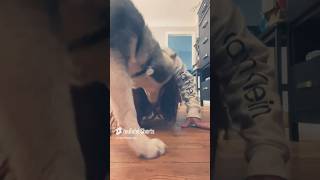 Husky Cant Handle Owners Dog Act [upl. by Dej]