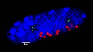 ZEISS ELYRA  3D superresolution imaging of meiosis in rye Secale cereale [upl. by Jaella612]