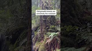 Old Growth Forest Botany  The Tallest Old Growth Douglas Fir Trees In The World Left After Logging [upl. by Cordell]