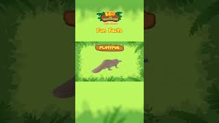 Platypus  Fun Facts  Leo the Wildlife Ranger shorts [upl. by Nancie296]