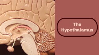 The hypothalamus [upl. by Eical]